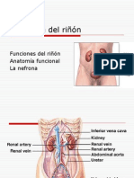 Fisiologia Renal