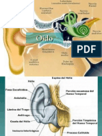 1clase 2 Anatomía Voz PDF