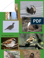 Bird Id PPT 41 50 Only