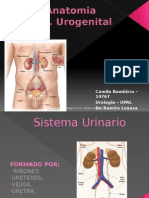 Anatomia Sistaem Urogenital