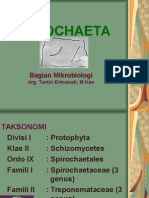 Spirochaeta New