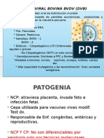 Diarrea Viral Bovina BVDV (DVB)