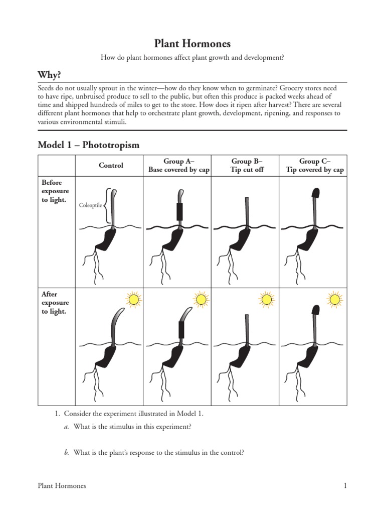 Plant Hormone Pogil Plant Hormone Seed