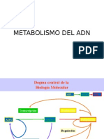 Metabolismo Del Adn