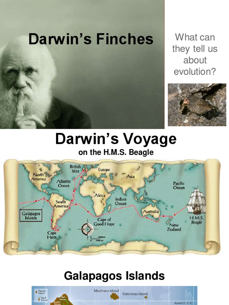 Darwins Finches PDF