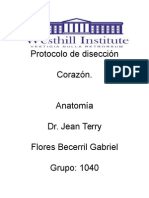 Protocolo de Disección