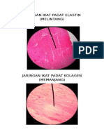 Jaringan Ikat Padat Elastin1