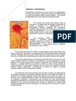 Neuro Plasticidad