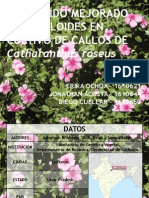 Contenido Mejorado de Alcaloides en Cultivo de Callos de Catharanthus Roseus