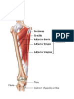 The Musculoskeletal Anatomy of The Femur