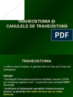 Traheostomia - M.haras
