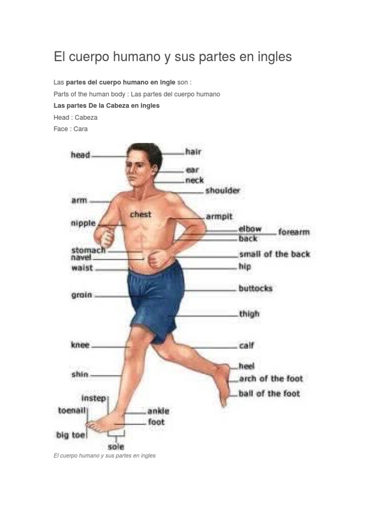 Nombres Del Cuerpo Humano En Ingles Anatomía Bilingüe: Partes Del
