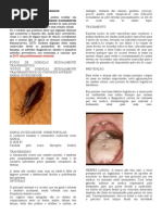 As Doenças Sexualmente Transmissíveis