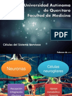 Neuronas y Glia