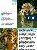 Tiger Project