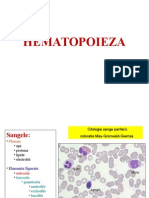 C1. Hematopoeza