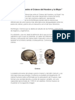 Diferencias Entre El Cráneo Del Hombre y La Mujer