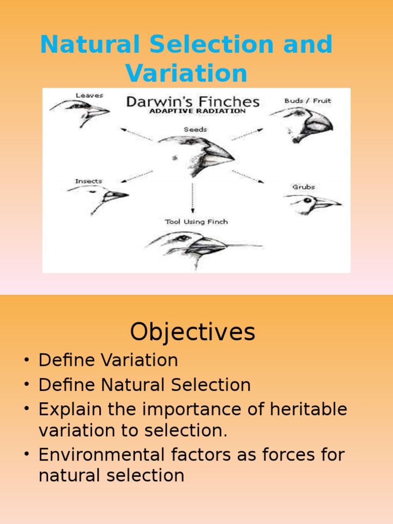 Natural Selection and Variation Natural Selection Mutation