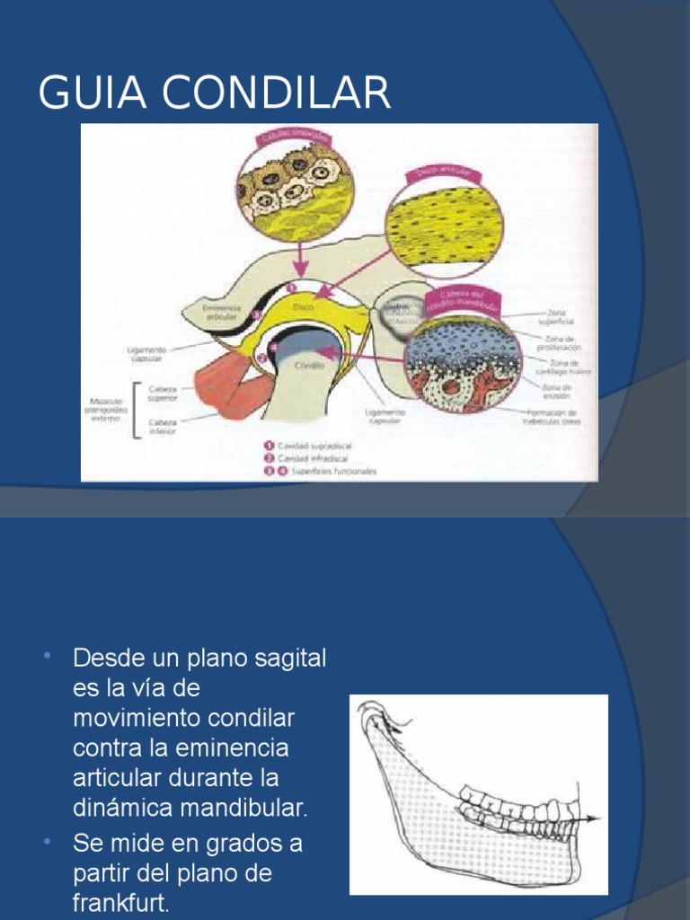 Guía sobre Movimiento Condilar | PDF | Ciencia y matemáticas