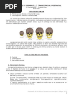 Teoria de Enlow | PDF | Cráneo | Hueso