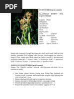 Download Rumput Teki by Irwanbrother SN261429795 doc pdf