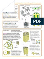 The main cell types and tissues that make up higher plants