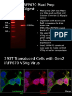 Geny Hsa:Irfp670 Maxi Prep Diagnostic Digest: 2Kb 1,800Bp 1.5Kb 1Kb 3Kb