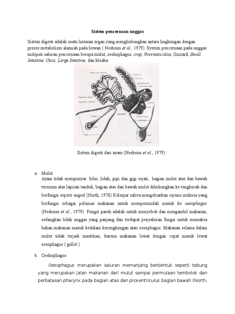 96 Gambar Sistem Pencernaan Unggas Gratis