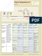 Cell Cycle Regulation