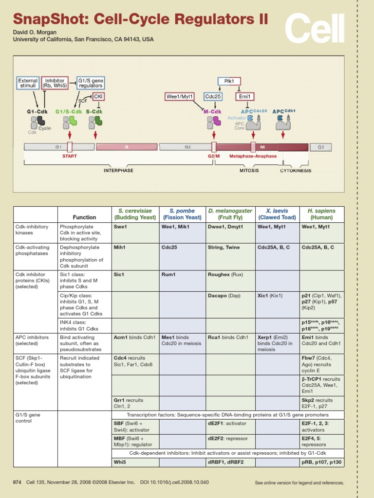 Cell Cycle Regulation | PDF | Cell Cycle | Mitosis