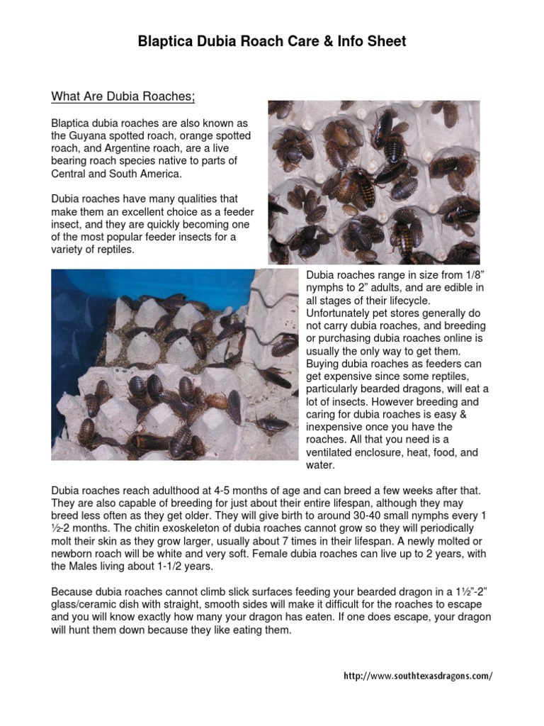 Dubia Roach Care Guide & Facts | PDF | Foods | Vegetables - Must Know Dubia Roach Biology Facts