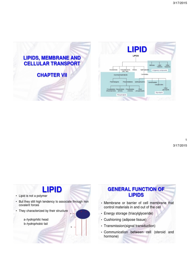 Understanding Lipids and Membrane Transport | PDF | Cell Membrane | Osmosis