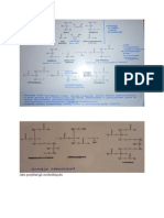 Biochemia - Synteza Triacylogliceroli I Glicerofosfolipidów