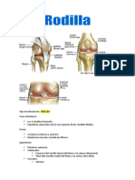 Rodilla - anatomía