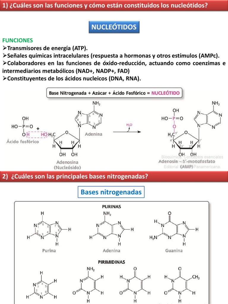 TP 5 - Nucleótidos Ácidos Nucleicos PDF | PDF | Rna | Adn