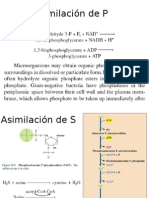 06 - Biosíntesis