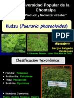 Kudzu (Pueraria phaseoloides)