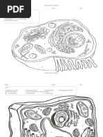 Names: Section: Date:: Animal Cell Coloring