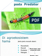 Arthropoda Predator Agroekosistem