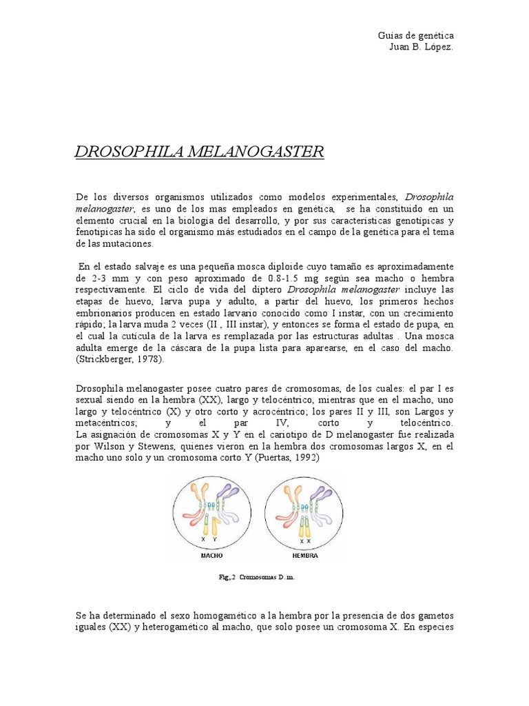 Ciclo de vida de Drosophila melanogaster | PDF | Cromosoma | Gene