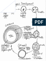 Embryology Notes
