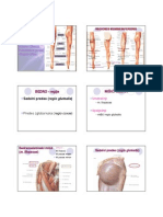 Anatomija Noge DR Stefanovic PDF