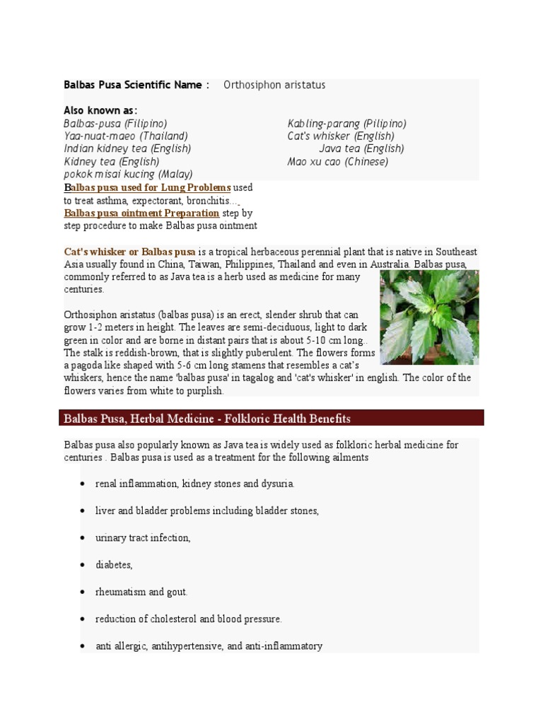 Balbas Pusa Scientific Name  PDF  Hypertension  Blood Sugar