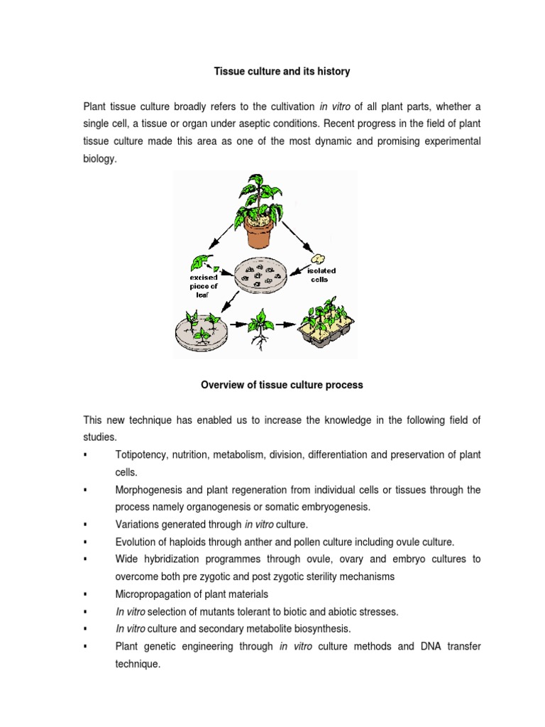 History of Plant Tissue Culture | PDF | Genetic Engineering | Genetics