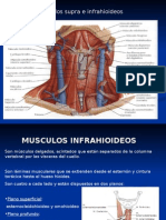 Musculos Suprahioideos e Infrahioideos 1213570191801849 9