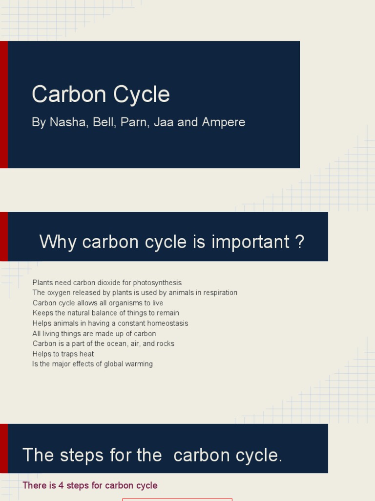 Understanding the Carbon Cycle | PDF