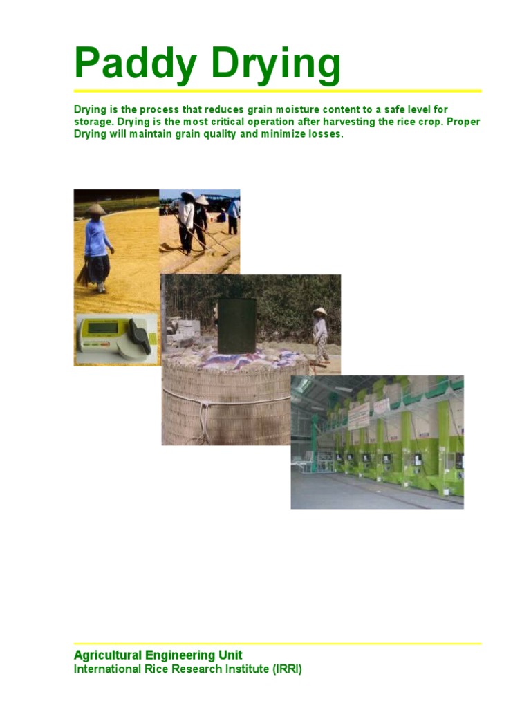 Paddy Drying Process Overview | PDF | Rice | Relative Humidity