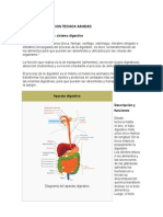 Aparato digestivo: funciones y descripción