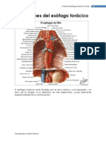 Esófago torácico segmentos relaciones