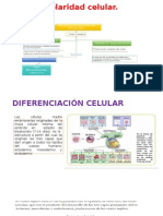  Diferenciacion Celular